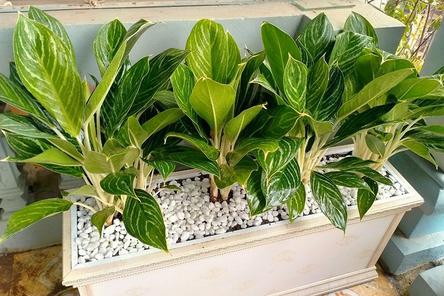 bạch mã hoàng tử